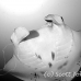 ray_manta_gc_h_0177_pal2711_rv_bw.jpg